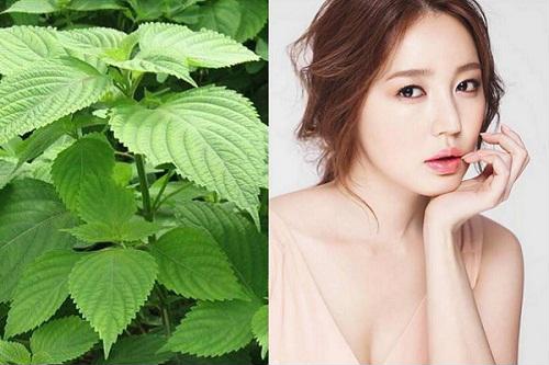 Tác dụng của cây tía tô trong làm đẹp 